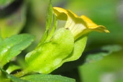 Side view of the flower of <i>Mecardonia procumbens</i> (Yellow-flowered Waterhyssop) photo